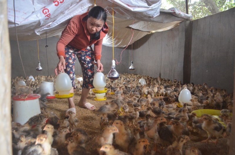 môi trường chăn nuôi