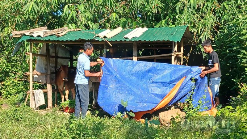 bảo vệ vật nuôi mùa bão