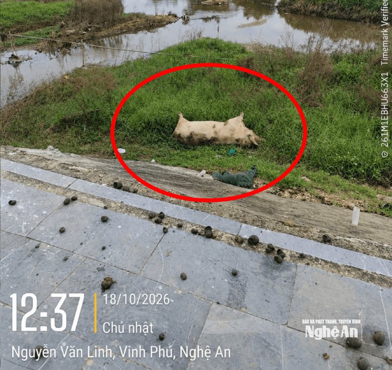 dịch tả lợn châu Phi