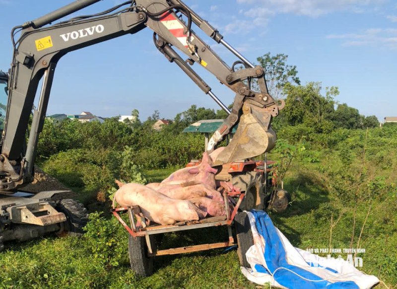 dịch tả lợn châu Phi
