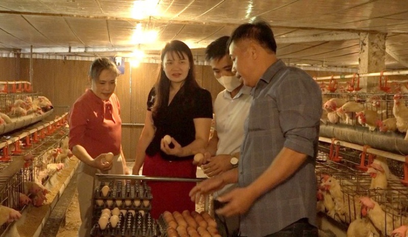 nuôi gà Ai Cập
