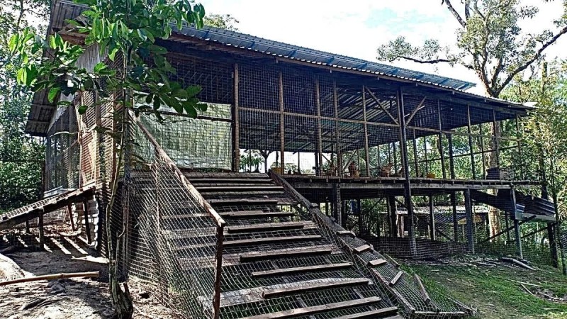 Nuôi gà hữu cơ ở Malaysia