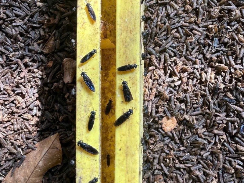 Nuôi gà hữu cơ ở Malaysia