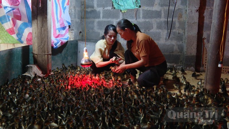 nuôi vịt trời