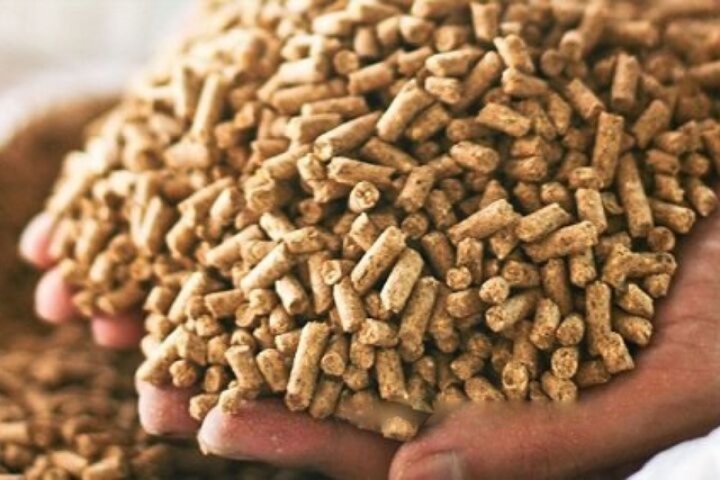 quy định nhập khẩu thức ăn chăn nuôi