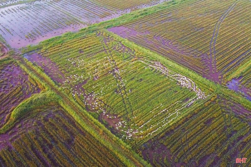 vịt thả đồng