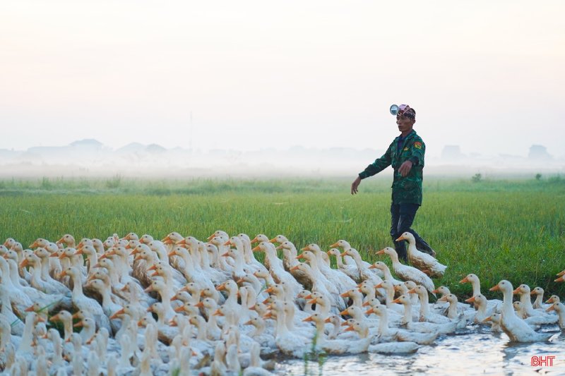 vịt thả đồng