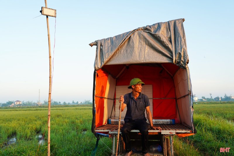 vịt thả đồng