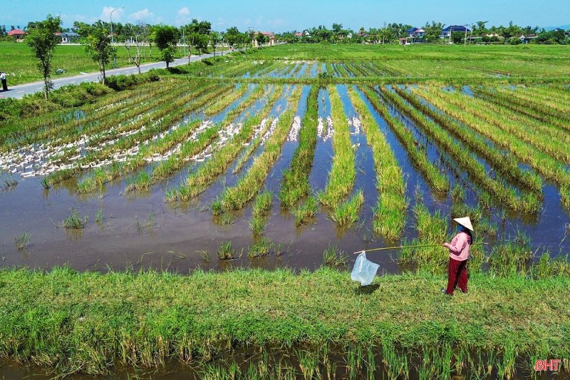 vịt thả đồng