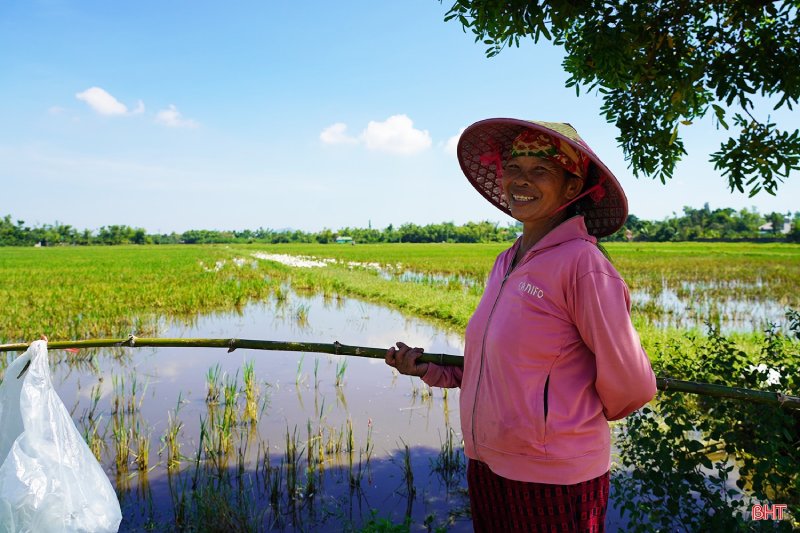 vịt thả đồng
